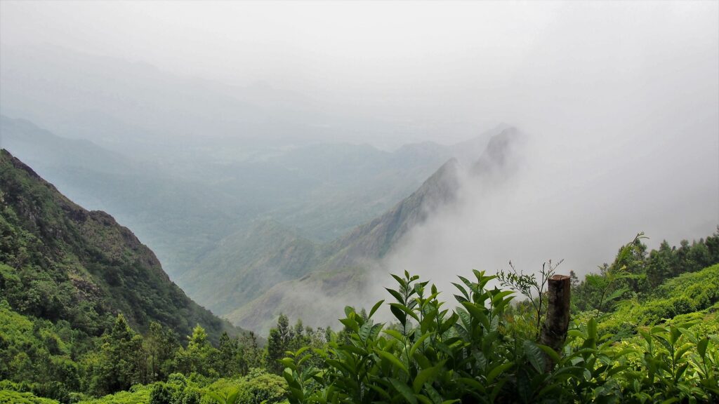 Kolukkumalai_tea _estate_3.JPG