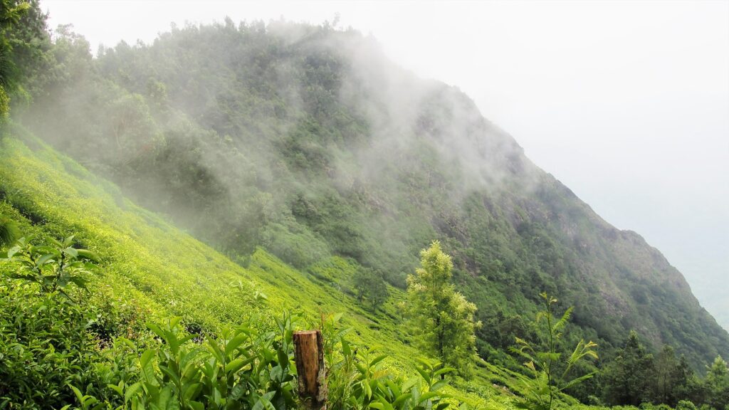 Clouds playing over tea gardens