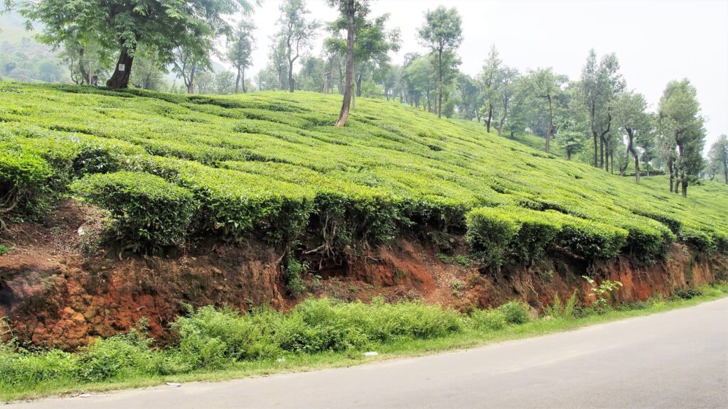 Munnar_tea_gardens.JPG