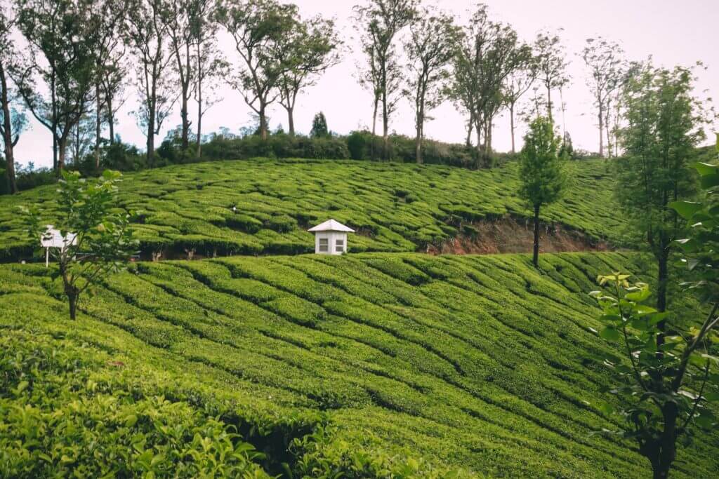 Image of Munnar - Best Places to Visit in July in India