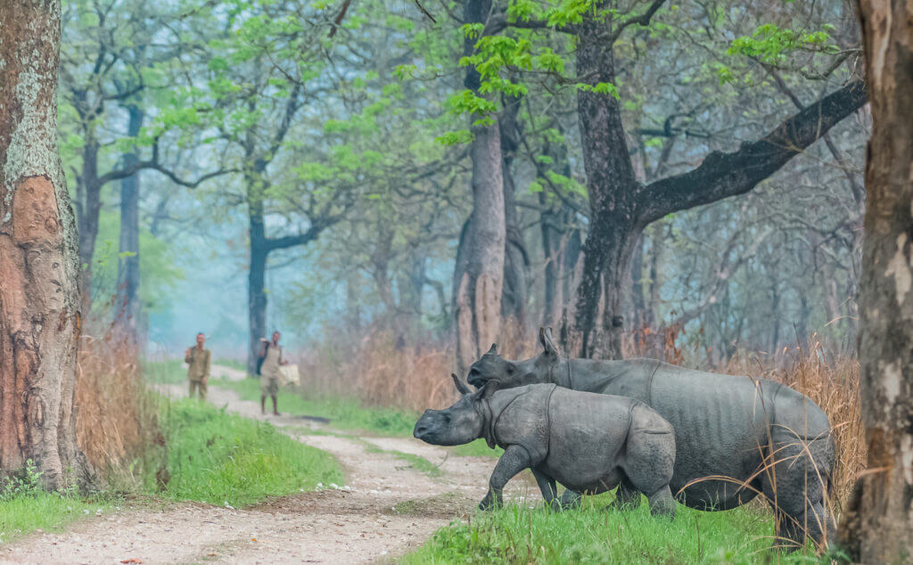 Image  of Kaziranga National Park