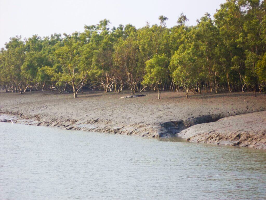 Image of Sundarbans National Park: A Pristine Mangrove Forest
