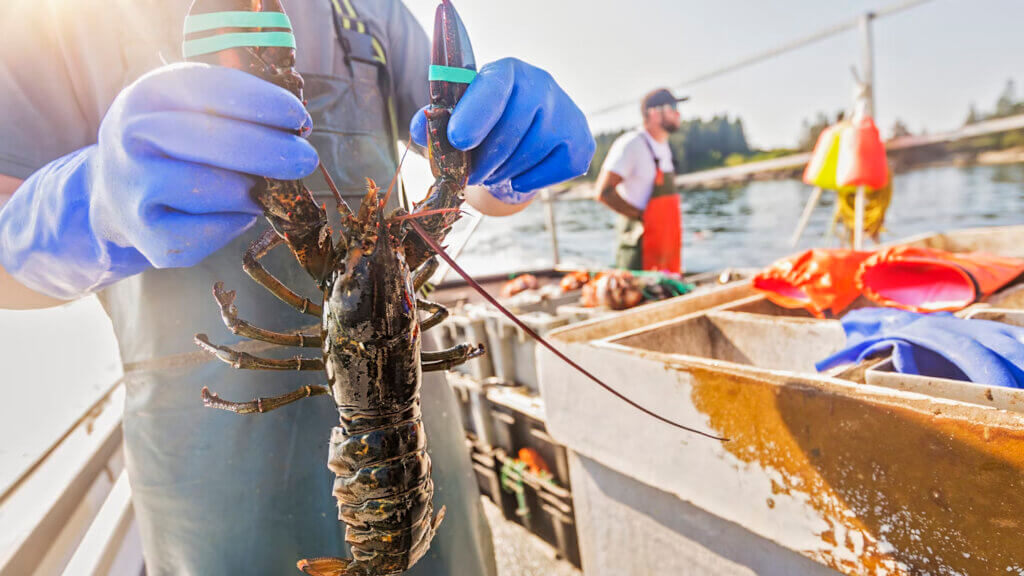 Lobster feasting in local fishing Maine villages