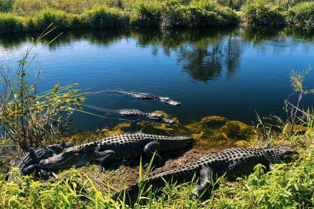 Wildlife at Everglades National Park