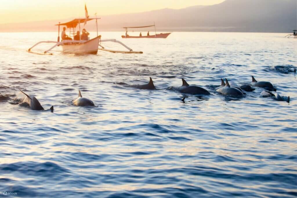 Dolphin Watching Tours at Sunrise, Lovina, Bali